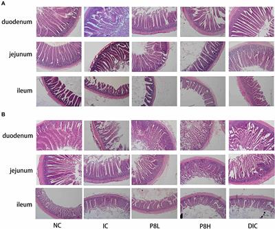 Protective Effect of Lactobacillus plantarum P8 on Growth Performance, Intestinal Health, and Microbiota in Eimeria-Infected Broilers